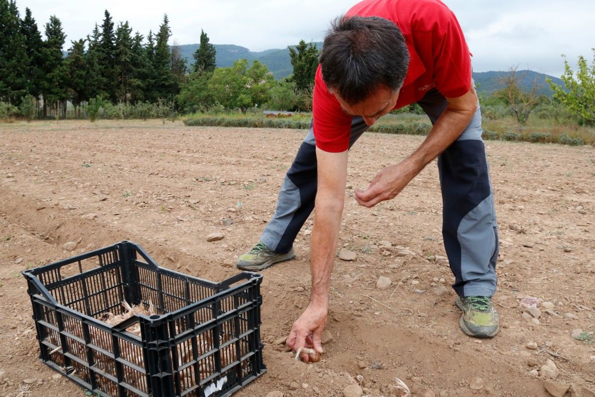 Joan Cartanyà, plantant bulbs de safrà en una finca de Montblanc.