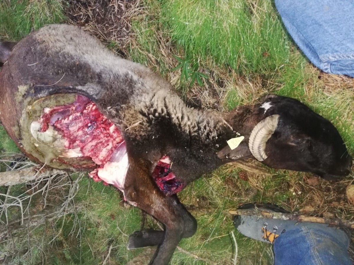 Imatge d'una  de les ovelles atacada pel llop