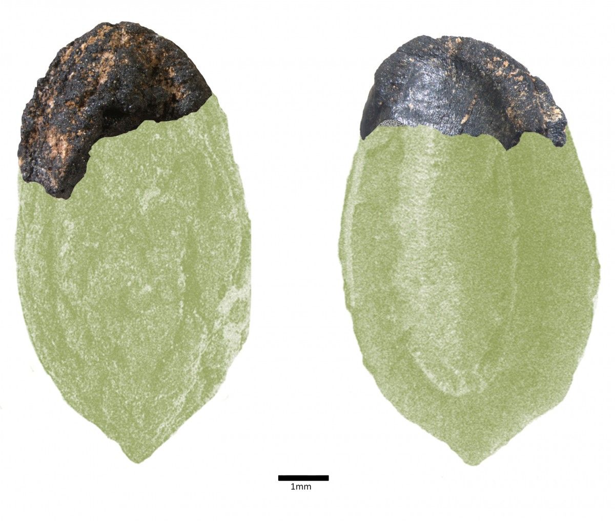 Fotografia del fragment de pinyol trobat al jaciment de vilars d'Arbeca, superposada a la d'un pinyol sencer, per fora i per dins.