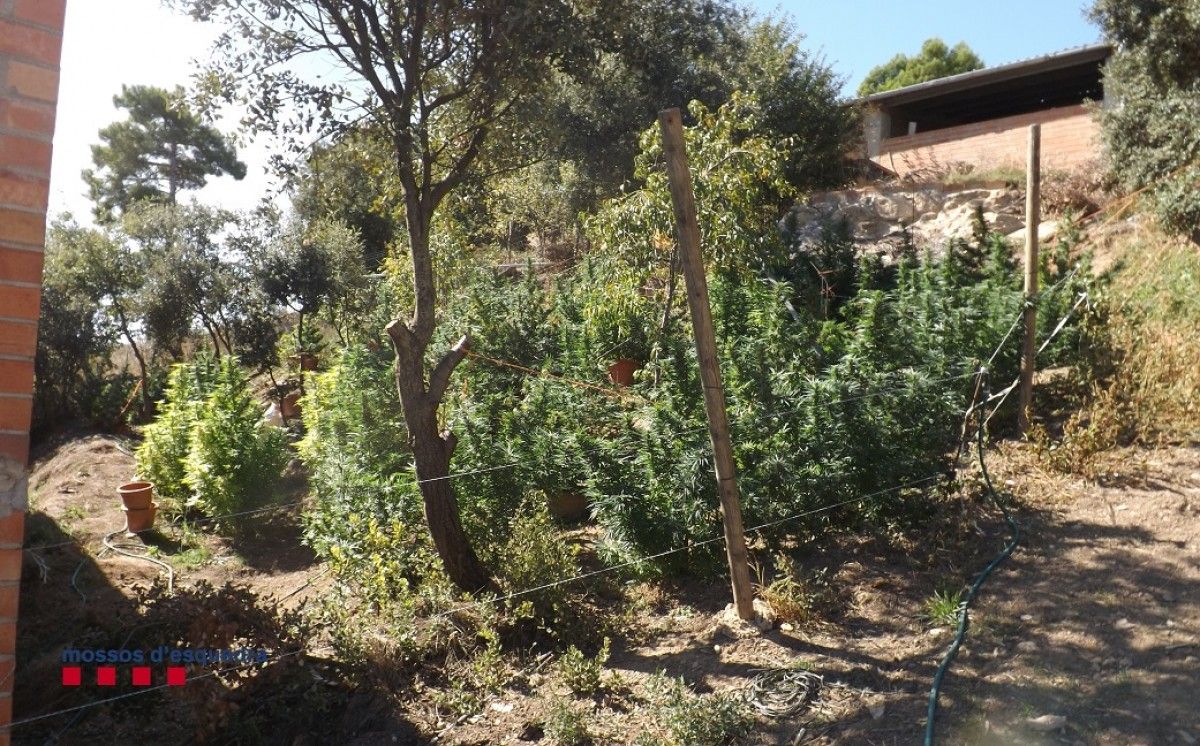 Plantació de marihuana en una zona boscosa de Riner 