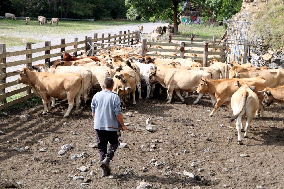 Un ramader del Pallars Sobirà amb les seves vaques.