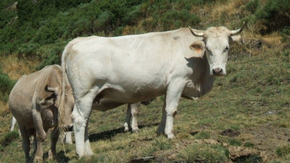 Un exemplar de vaca pallaresa, de la qual en queden pocs exemplars.
