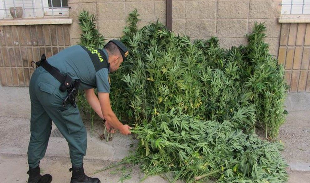 La Guàrdia Civil ha trobat les plantes aquest dilluns