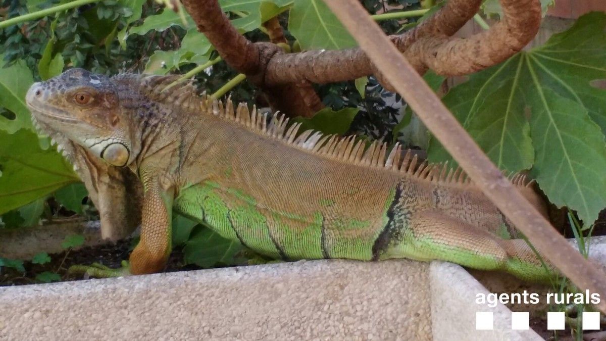 Imatge de la iguana trobada