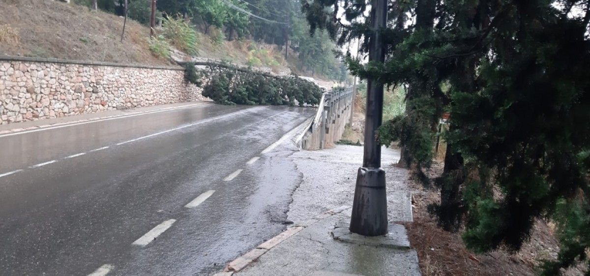 Imatge d'un arbre caigut a la C-12, a Balaguer