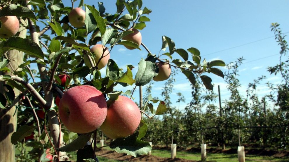 La Llotja de la capital del Segrià acull el congrés més important sobre pera i poma 