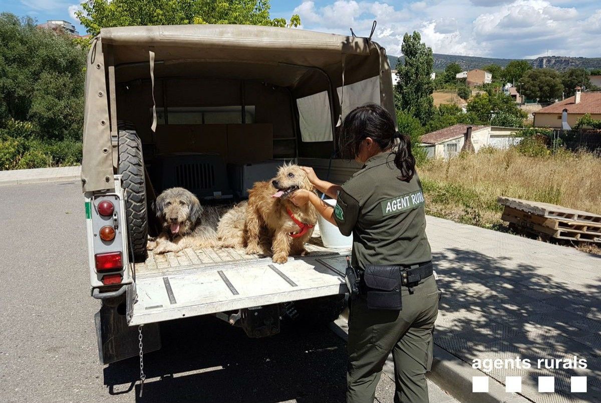 Els dos gossos rescatats pels Agents Rurals 