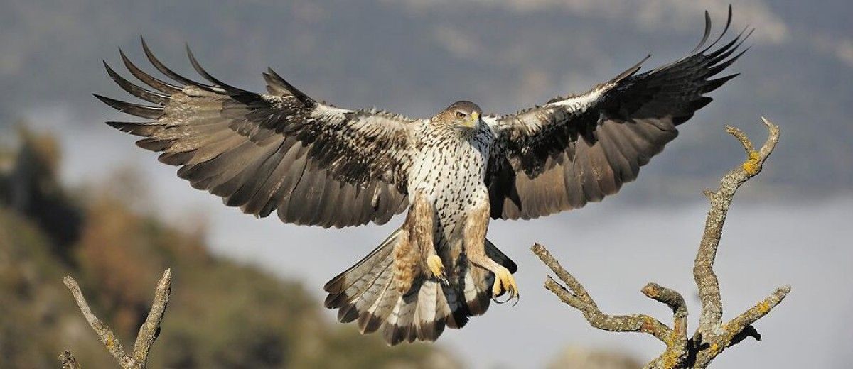 Imatge de l'àguila cuabarrada
