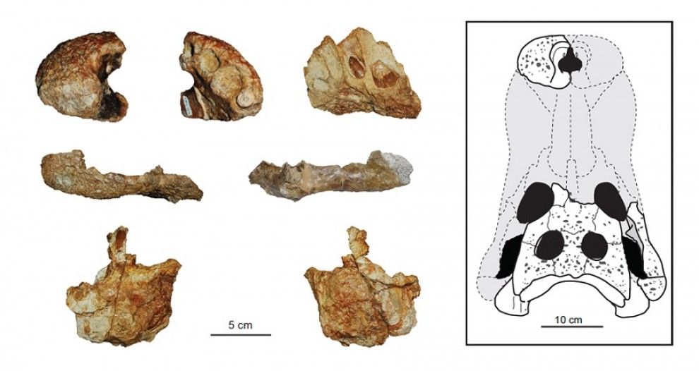 Restes cranials de la nova espècie de cocodril Allodaposuchus hulki