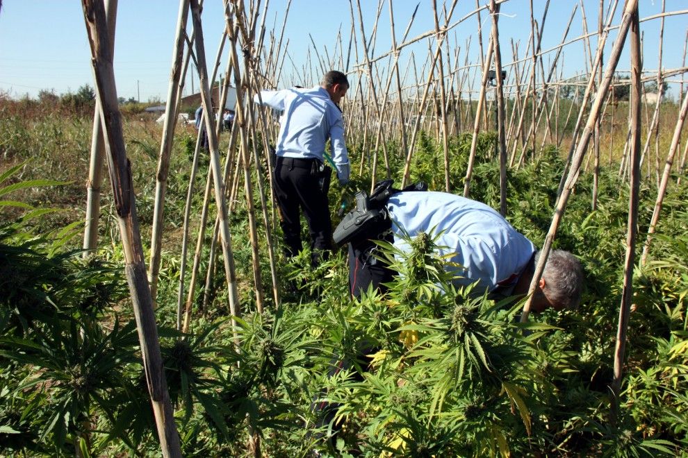 Els agents buscant les plantes de marihuana