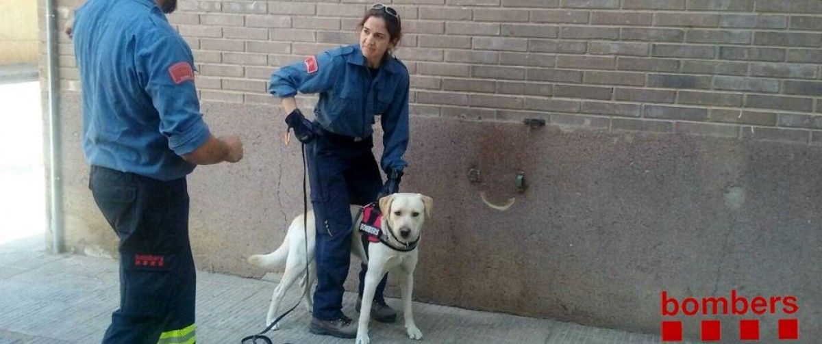 Imatge d'una bomber amb un gos