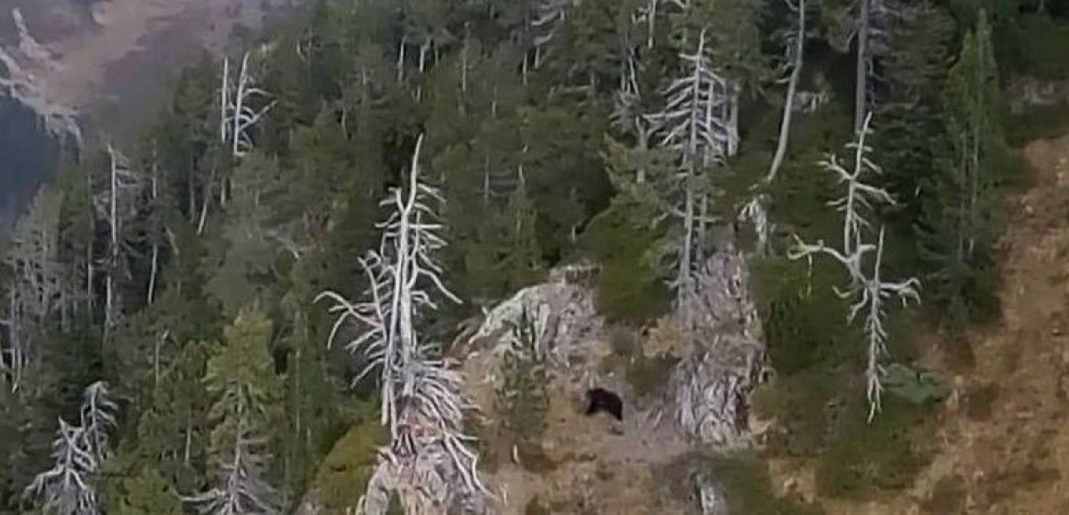 Imatge de l'ós Goiat vist des de l'helicòpter