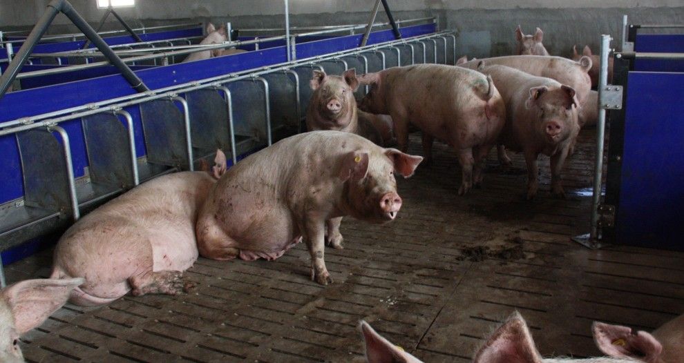 Imatge de l'interior d'una granja de porcs