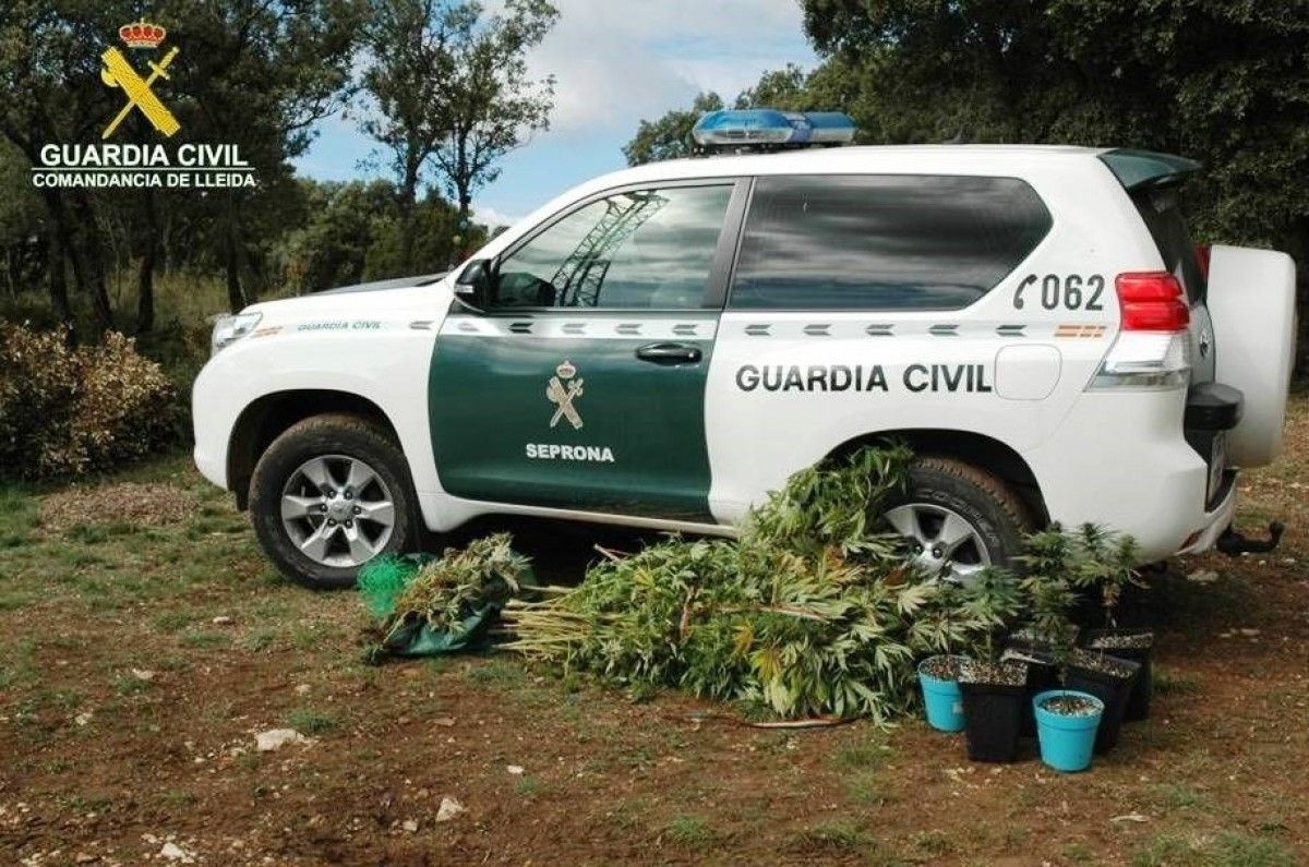 Imatge de la Guàrdia Civil amb les plantes