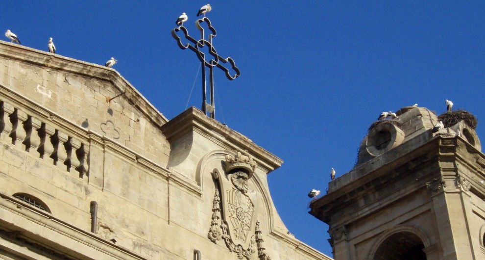 Cigonyes i nius a la Catedral nova de Lleida