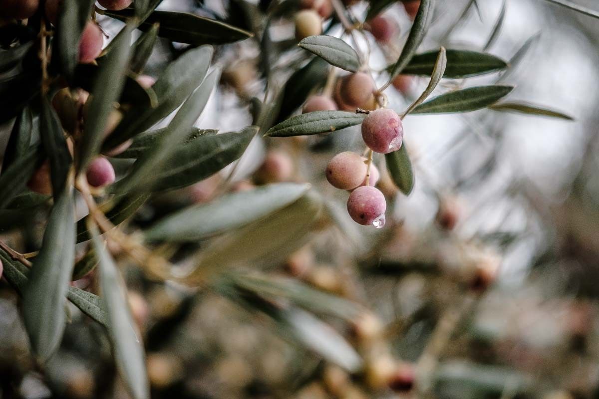 Imatge d'unes olives