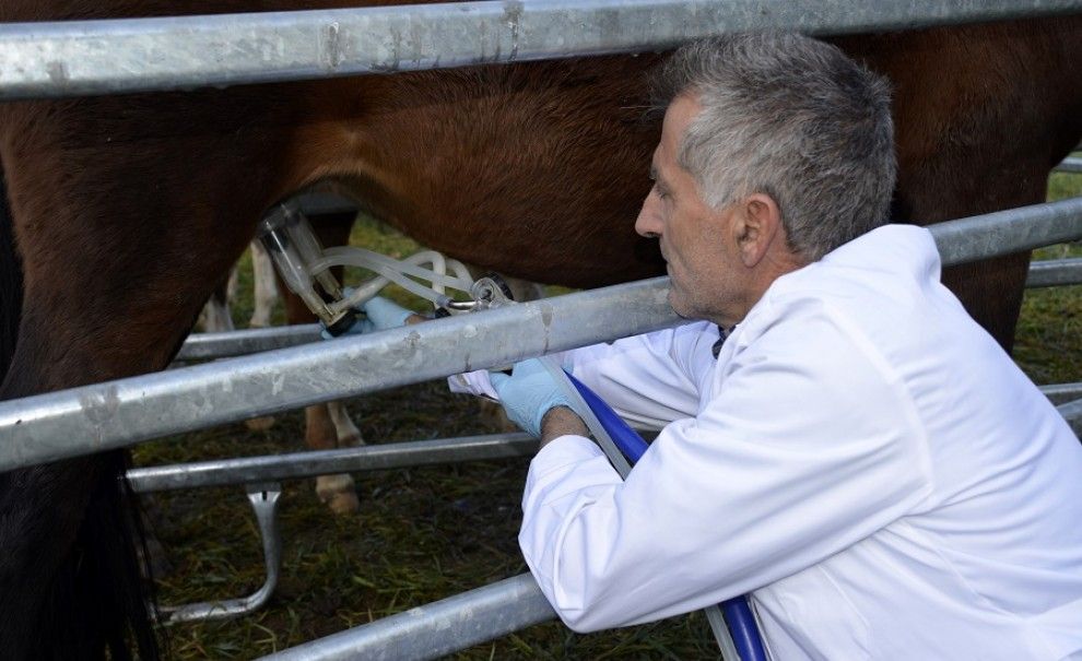 Primer pla del ramader Jordi Baró munyint una euga.