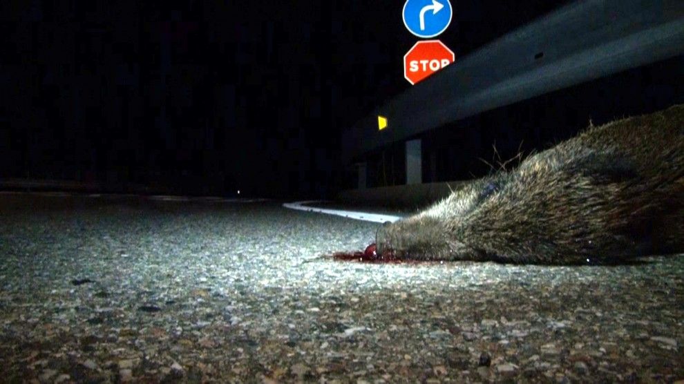 Imatge d'un senglar mort en una carretera de Lleida