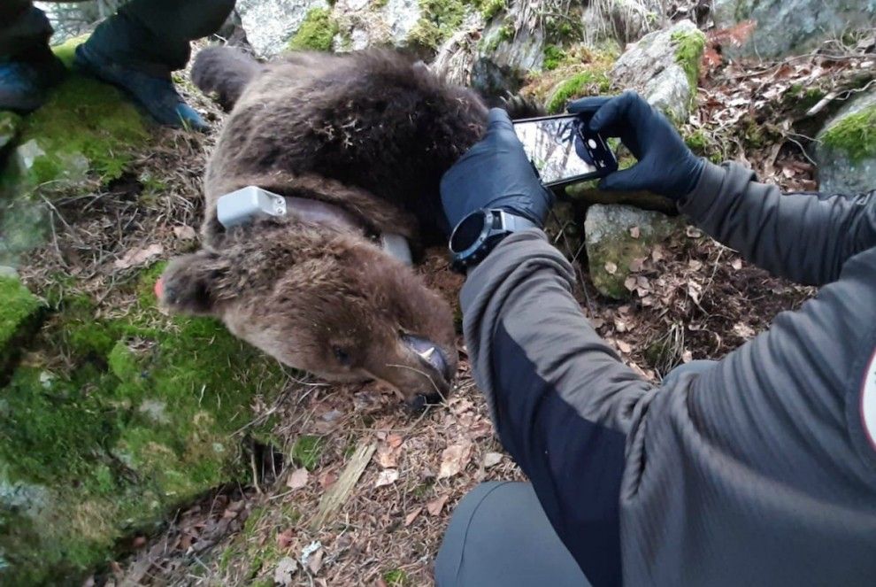 L'ós Cachou mort el 9 d’abril