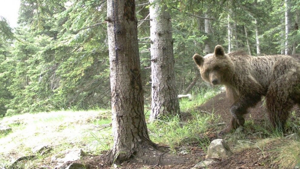 Un ós bru en un bosc del Pirineu.