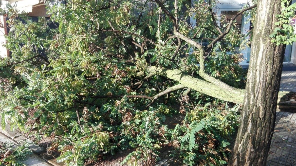 Un arbre caigut pel fort vent, en una imatge d'arxiu