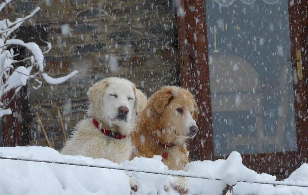 Dos gossos veient caure neu