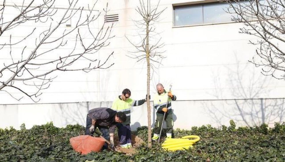 Dos treballadors plantant un arbre