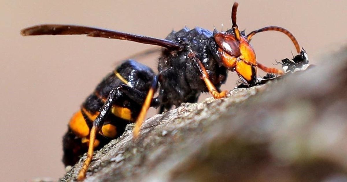 L'aspecte de l'insecte, batejat com a «vespa assassina»