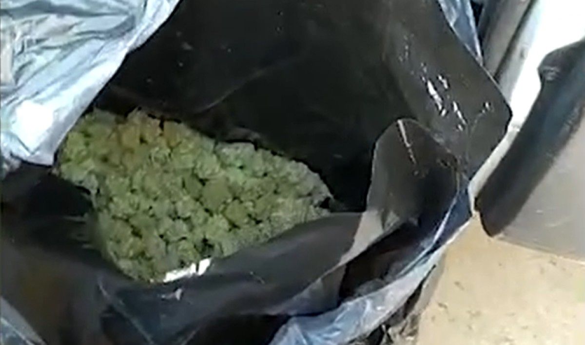 La marihuana estava oculta en paquets de missatgeria. 