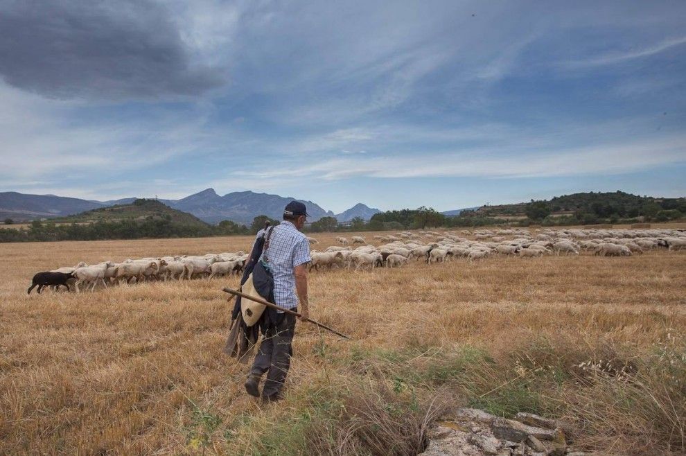 Un pastor amb el seu ramat al Pallars Jussà