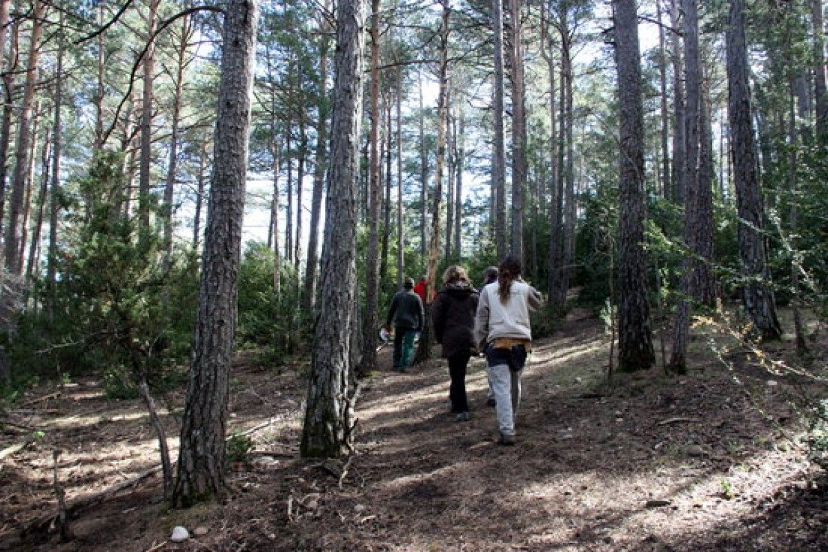 Un grup de persones, d'esquenes, passeja pel bosc de Lladurs on es faran els banys de bosc