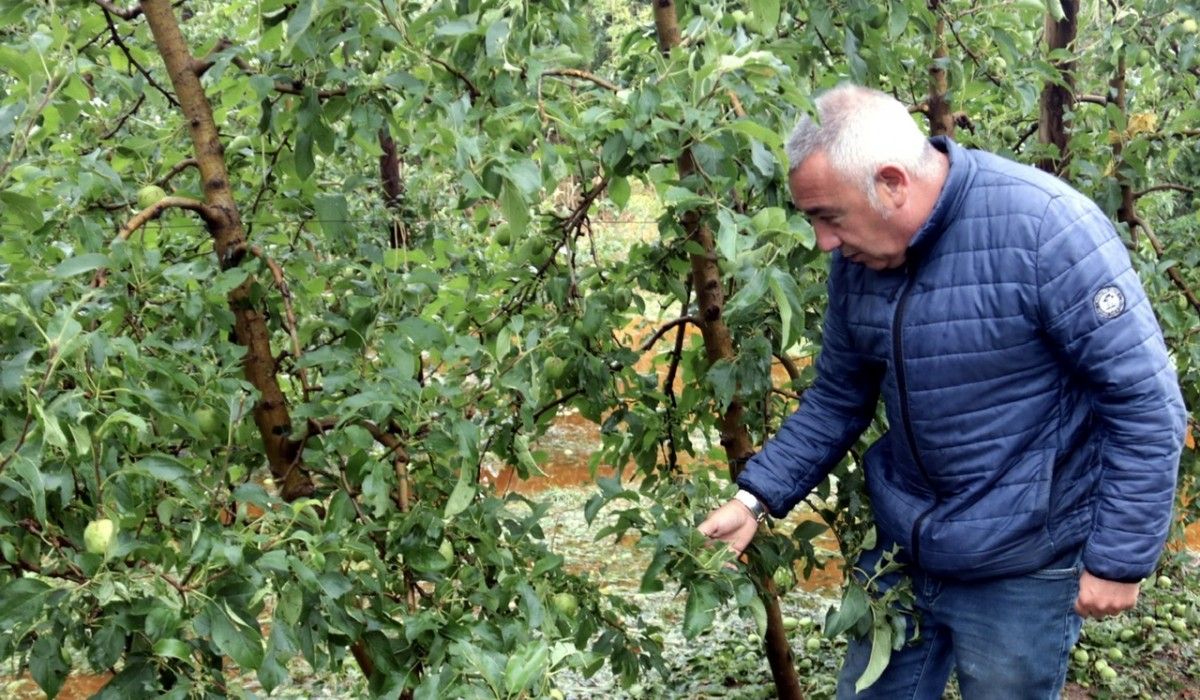 El president d’Asaja, amb arbres afectats