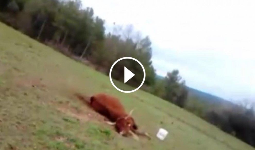 Captura d'un vídeo on es veuen voltors atacant una vaca