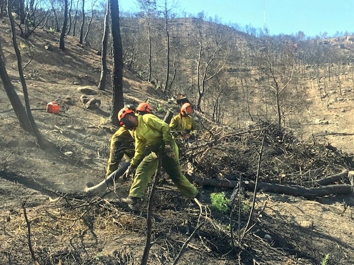 Treballs forestals realitzats a les zones afectades per l'incendi de la Ribera d'Ebre