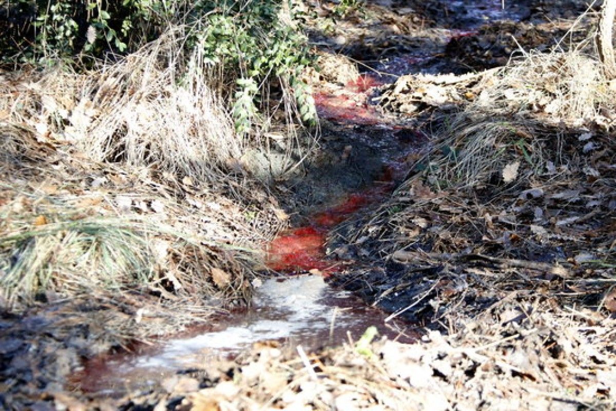 Imatge de la sang al riu