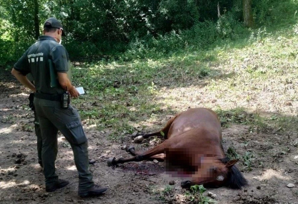 Un agent comprova l’estat del cavall mort d’un tret al coll