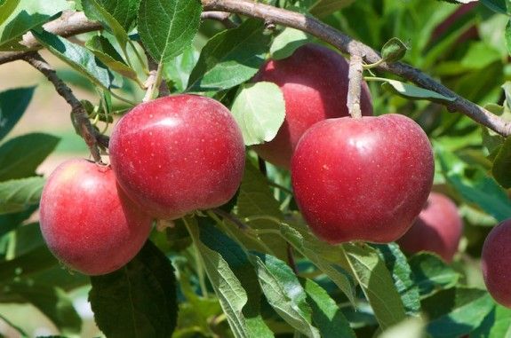 Imatge d'unes pomes a l'arbre