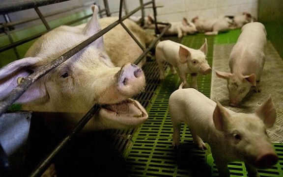 Un grup de porcs en una granja