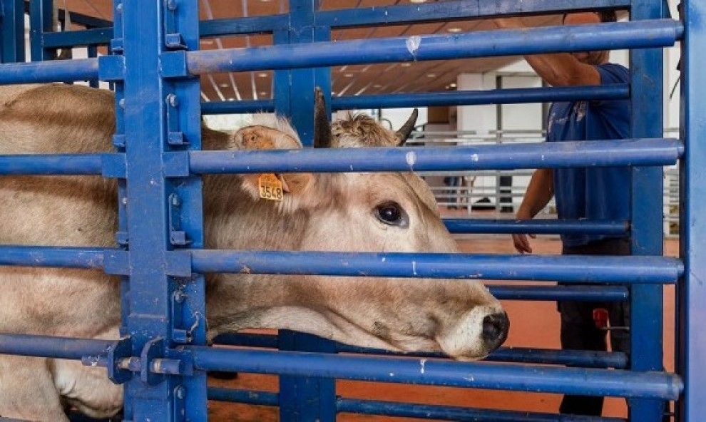 Imatge d'una vaca en una explotació