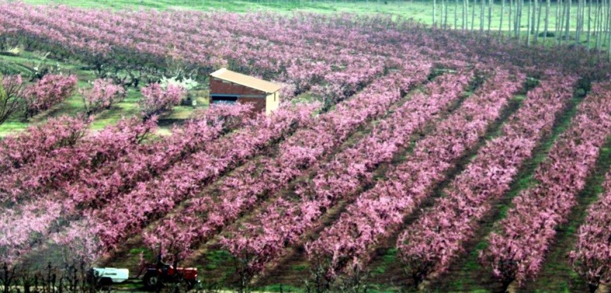 Imatge dels presseguers florits d'Aitona