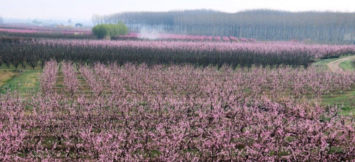 Imatge d'un camp florit d'Aitona