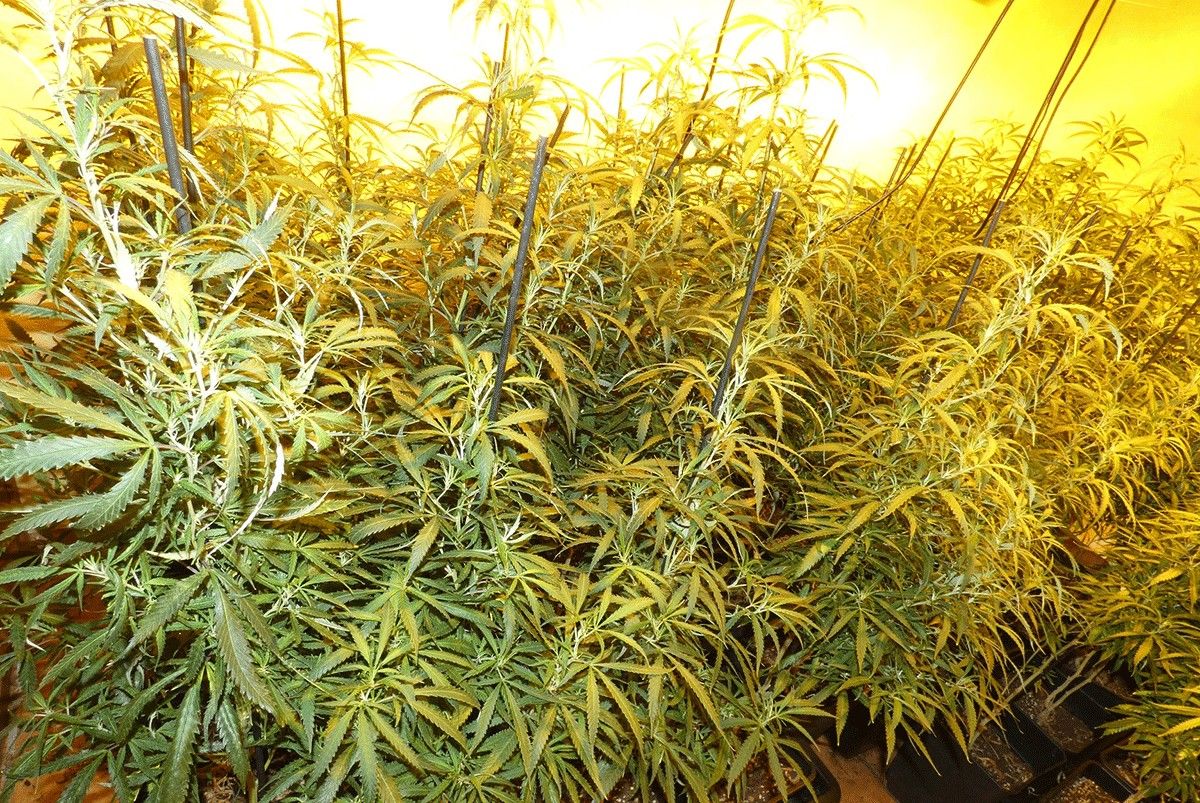 La plantació interior de marihuana localitzada pels Mossos en una casa del poble d'Alta-Riba.