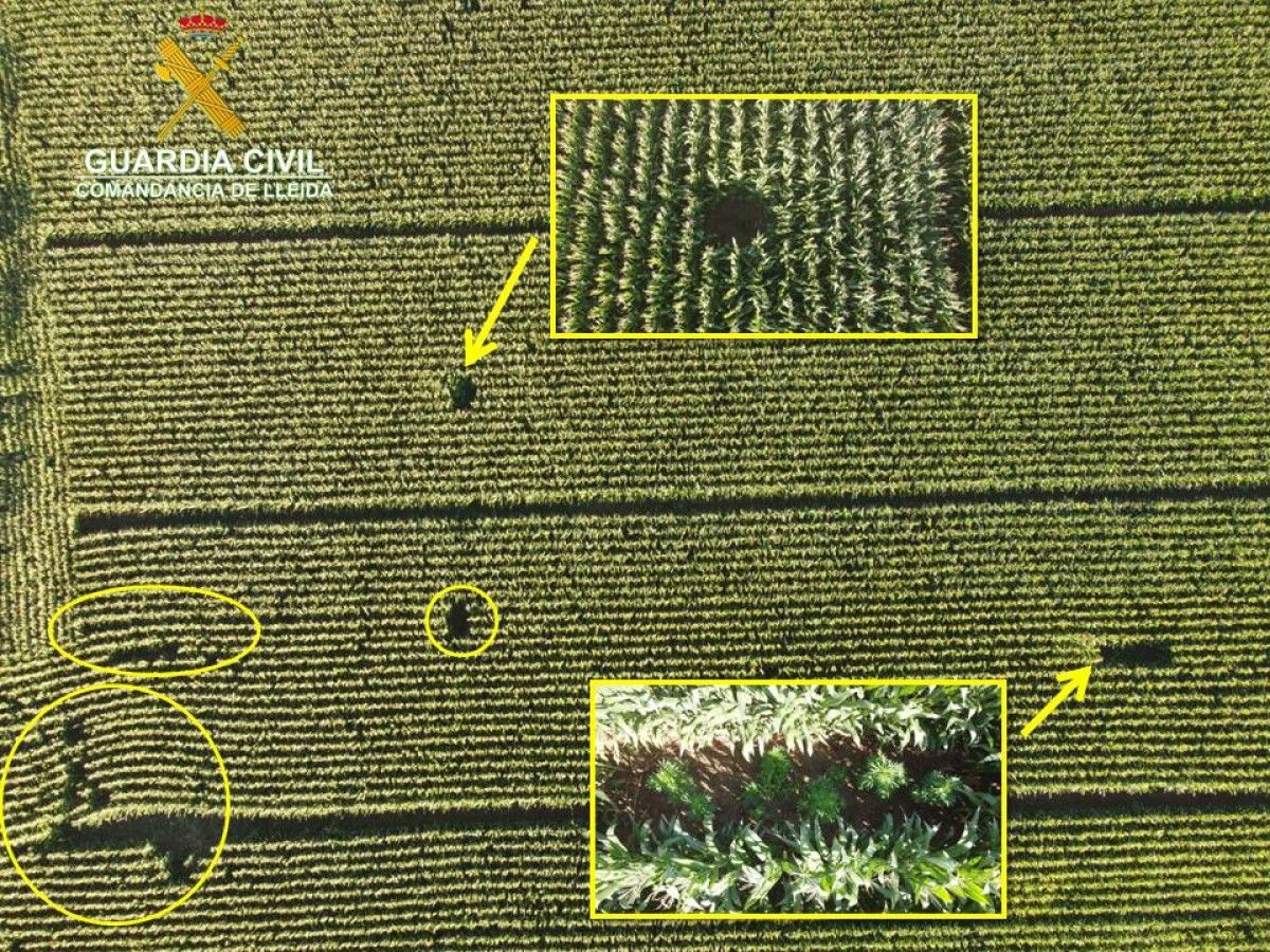 Imatge aèria de les plantacions de panís on es poden veure amagades les plantes de marihuana localitzades per la Guàrdia Civil a la Noguera.