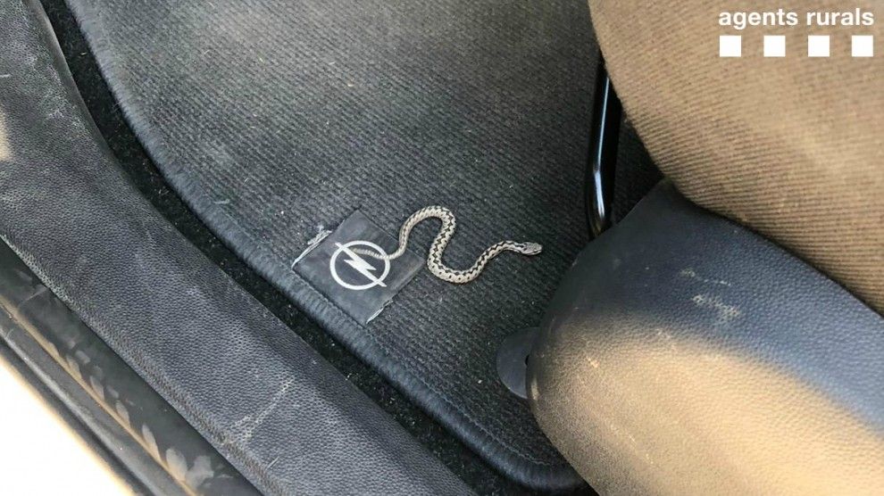 Imatge de la serp a l’interior del vehicle