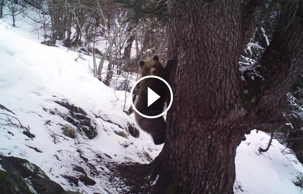 Una femella d'ós captada al Parc Natural de l'Alt Pirineu