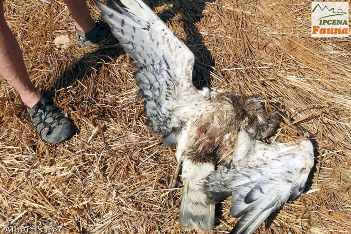 Imatge d'una àguila marcenca apareguda morta a la Granadella.