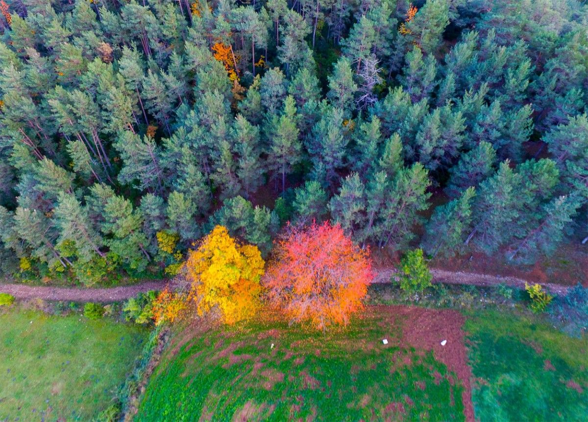 Imatge d'un bosc captada amb un dron