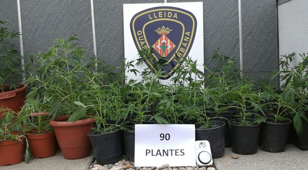 Les plantes de marihuana comissades per la Guàrdia Urbana 