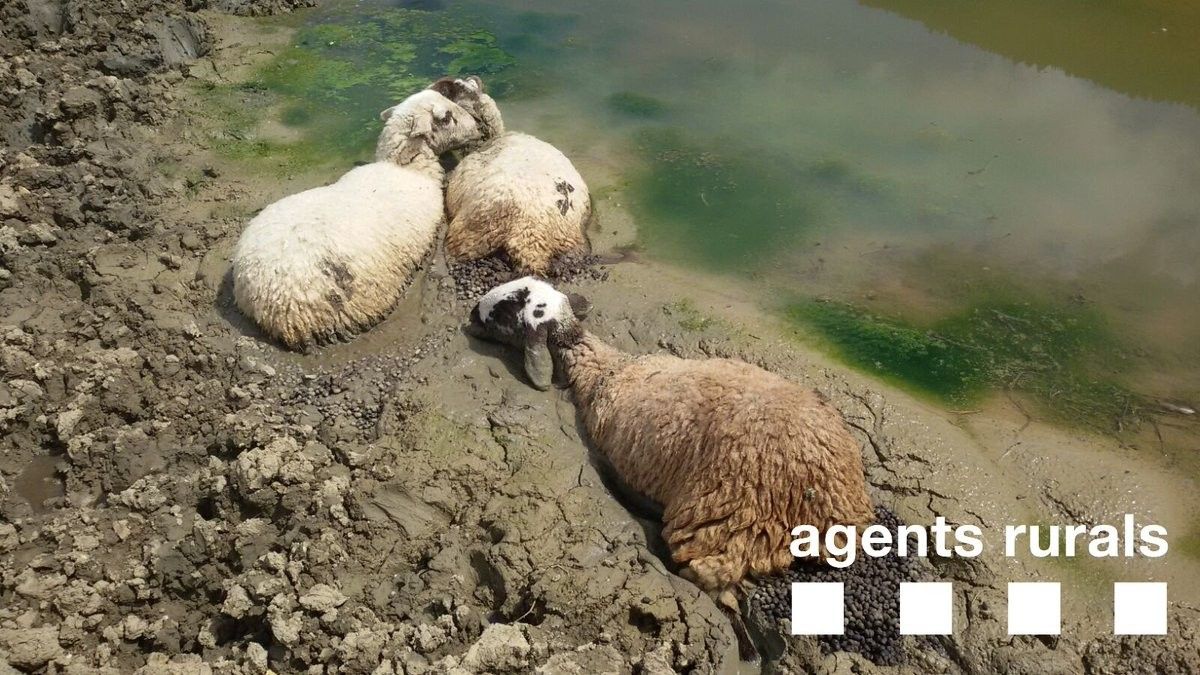 Imatge de tres de les ovelles atrapades en el fang