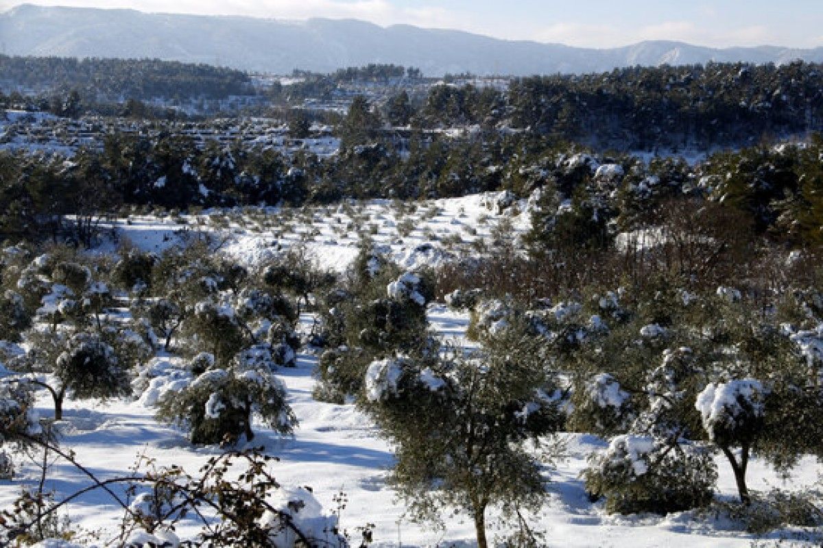 Un camp d'oliveres amb arbres i rames trencades pel pes de la neu, a Vinaixa